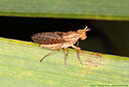 5 Kärrfluga Sciomyzidae