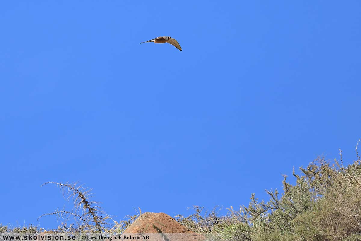 Tornfalk, Falco tinnunculus canariensis