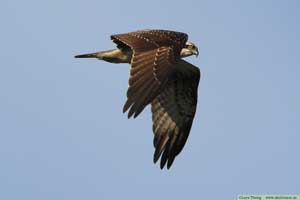 Fiskgjuse, Pandion haliaetus