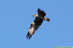 Fiskgjuse, Pandion haliaetus