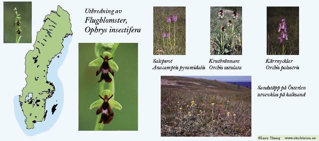 9_Kalk-Ophrys