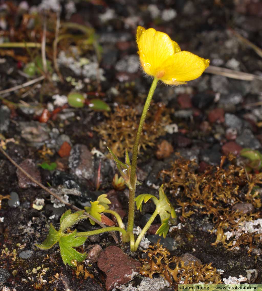 Polarsmörblomma, Ranunculus sulphureus