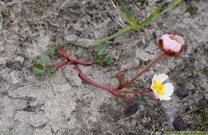 Isranunkel, Ranunculus glacialis
