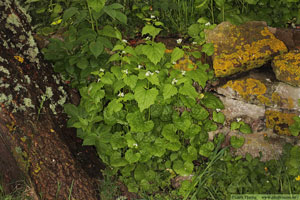 Löktrav, Alliaria petiolata
