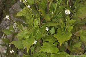 Löktrav, Alliaria petiolata