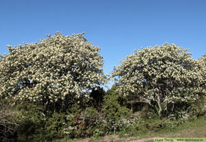 Oxel, Sorbus intermedia