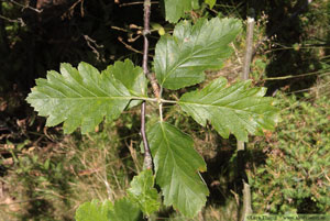 Finnoxel, Sorbus hybrida