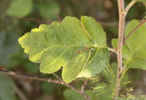 Finnoxel, Sorbus hybrida