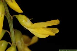 Gul sötväppling, Melilotus officinalis
