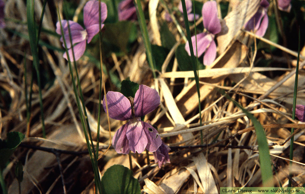 Sumpviol, Viola uliginosa