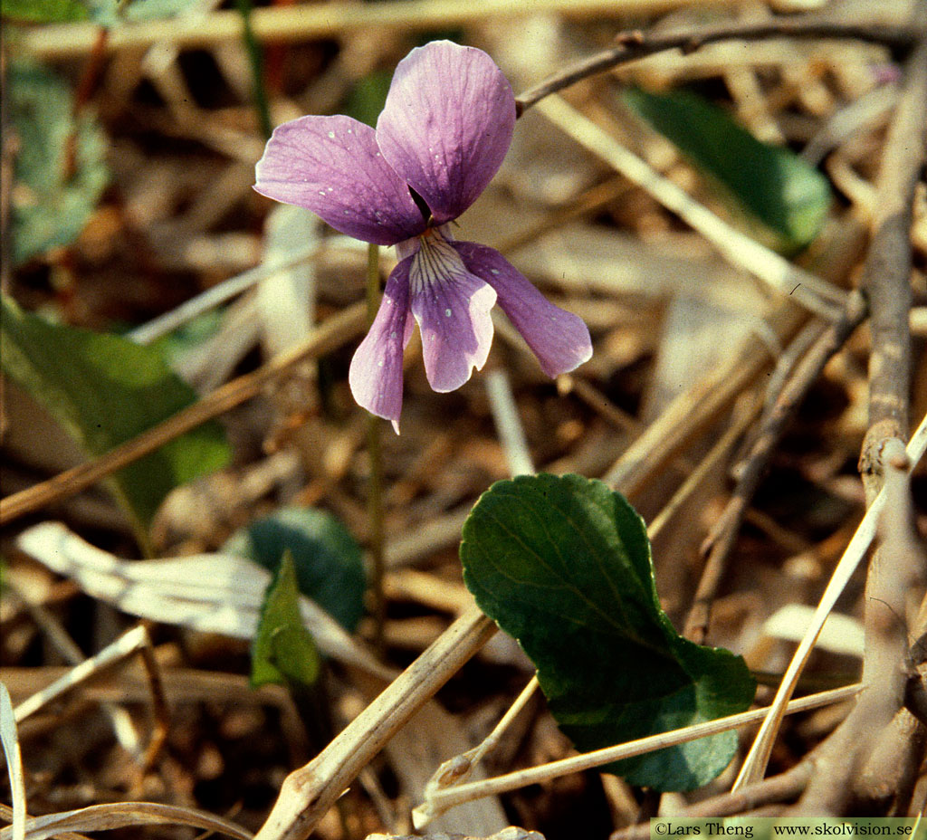 Sumpviol, Viola uliginosa