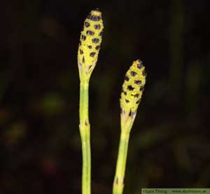 Equisetum scirpoides