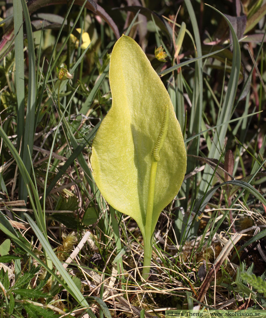 Ormtunga, Ophioglossum vulgatum