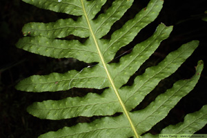Stensöta, Polypodium vulgare