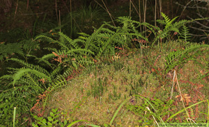 Stensöta, Polypodium vulgare