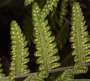 Kalkbräken, Gymnocarpium robertianum