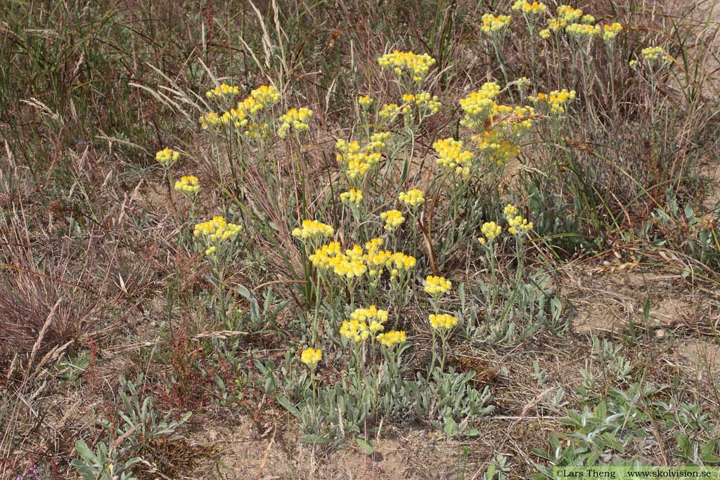 Hedblomster, Helichrysum arenarium 