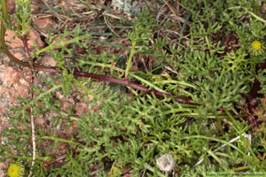 Kustbaldersbrå, Tripleurospermum maritimum subsp. maritimum