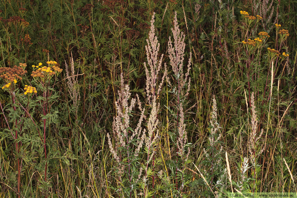 Gråbo, Artemisia vulgaris