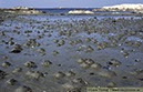 3 Strand-med-Sandmask Arenicola marina