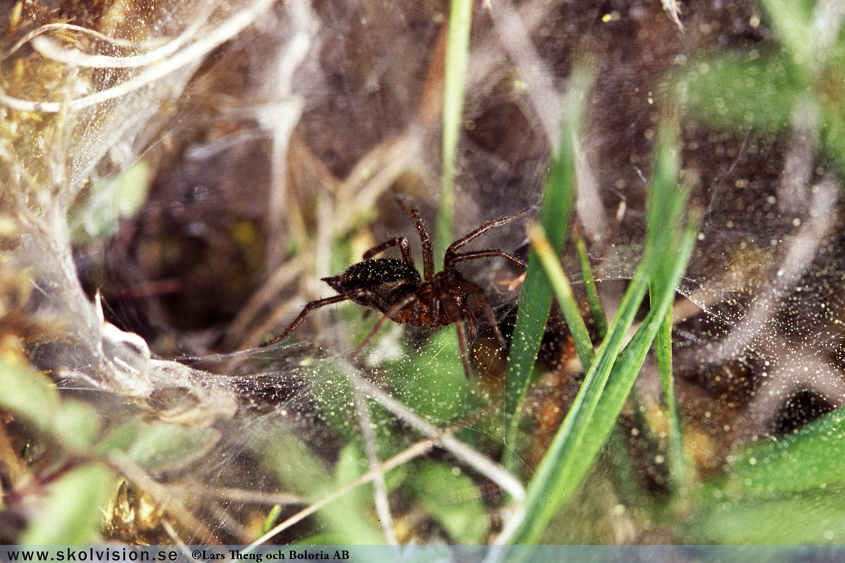 Kopparödla, Anguis fragilis