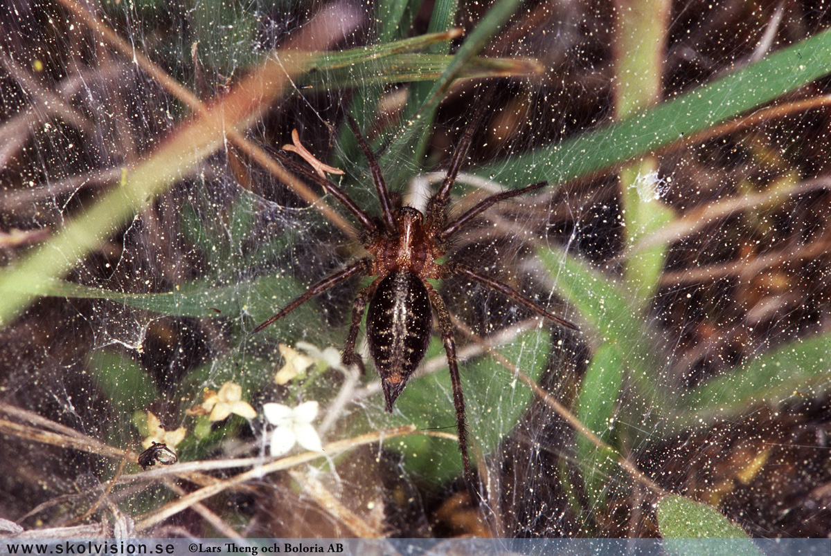 Kopparödla, Anguis fragilis