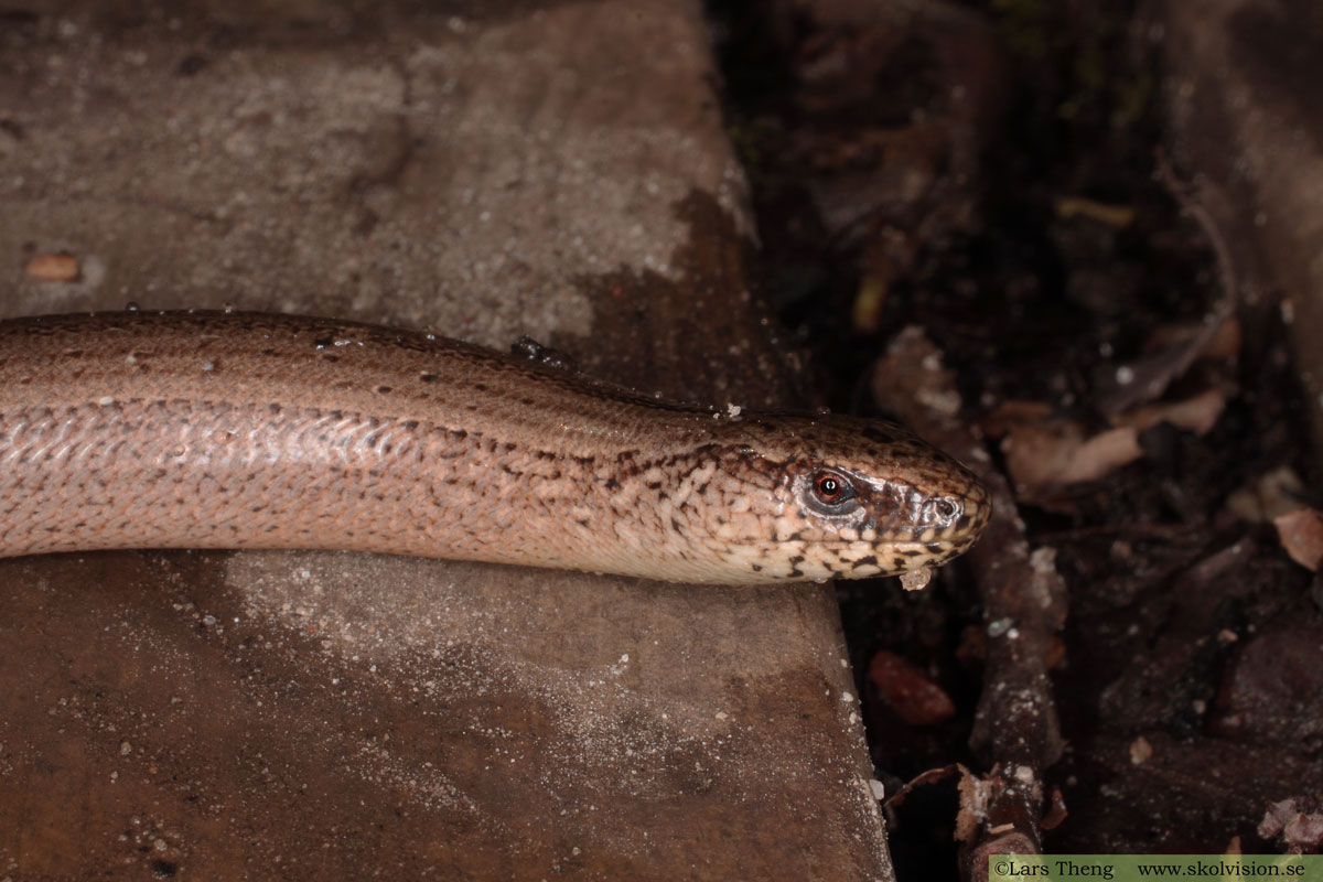 Kopparödla, Anguis fragilis