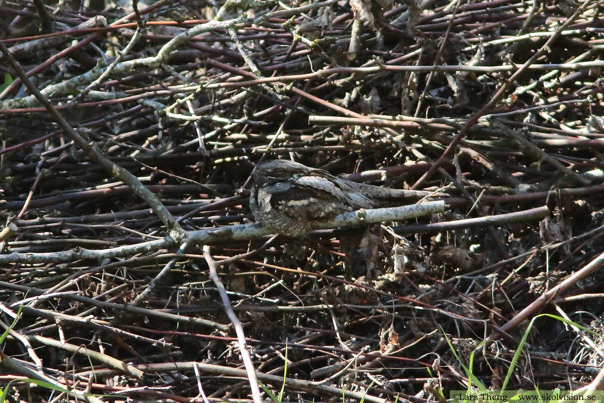 Nattskärra, Caprimulgus europaeus