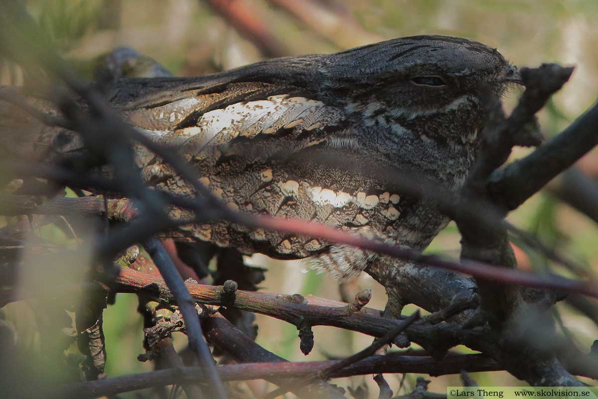 Nattskärra, Caprimulgus europaeus