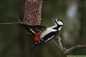 Större hackspett, Dendrocopos major