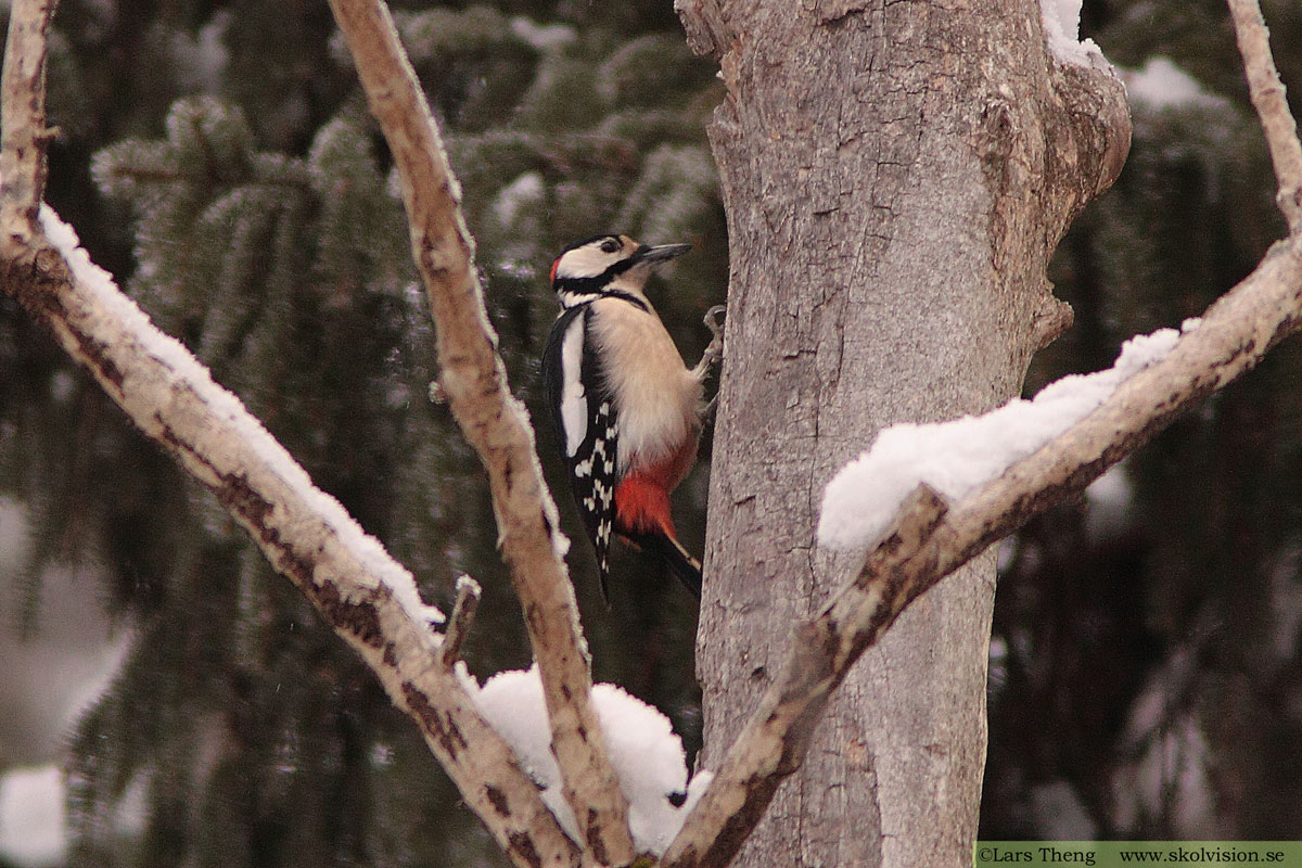 Tornseglare, Apus apus