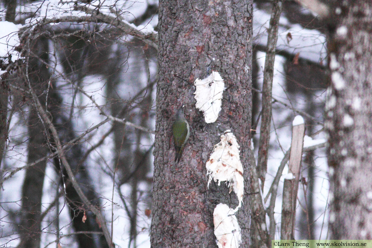 Tornseglare, Apus apus