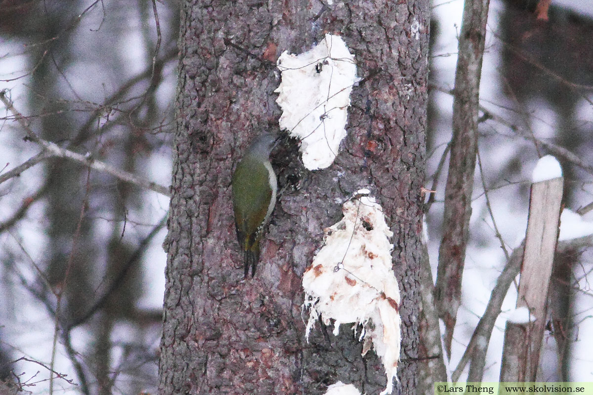 Tornseglare, Apus apus