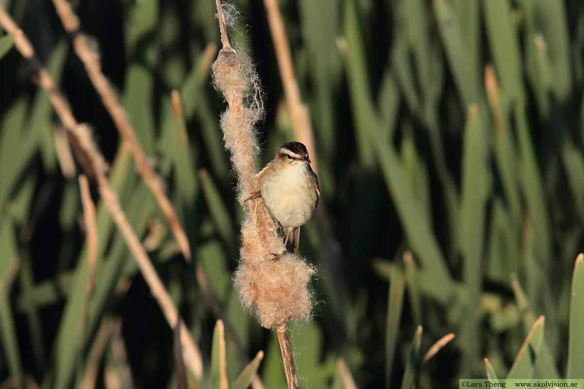 Sävsångare, Acrocephalus schoenobaenus