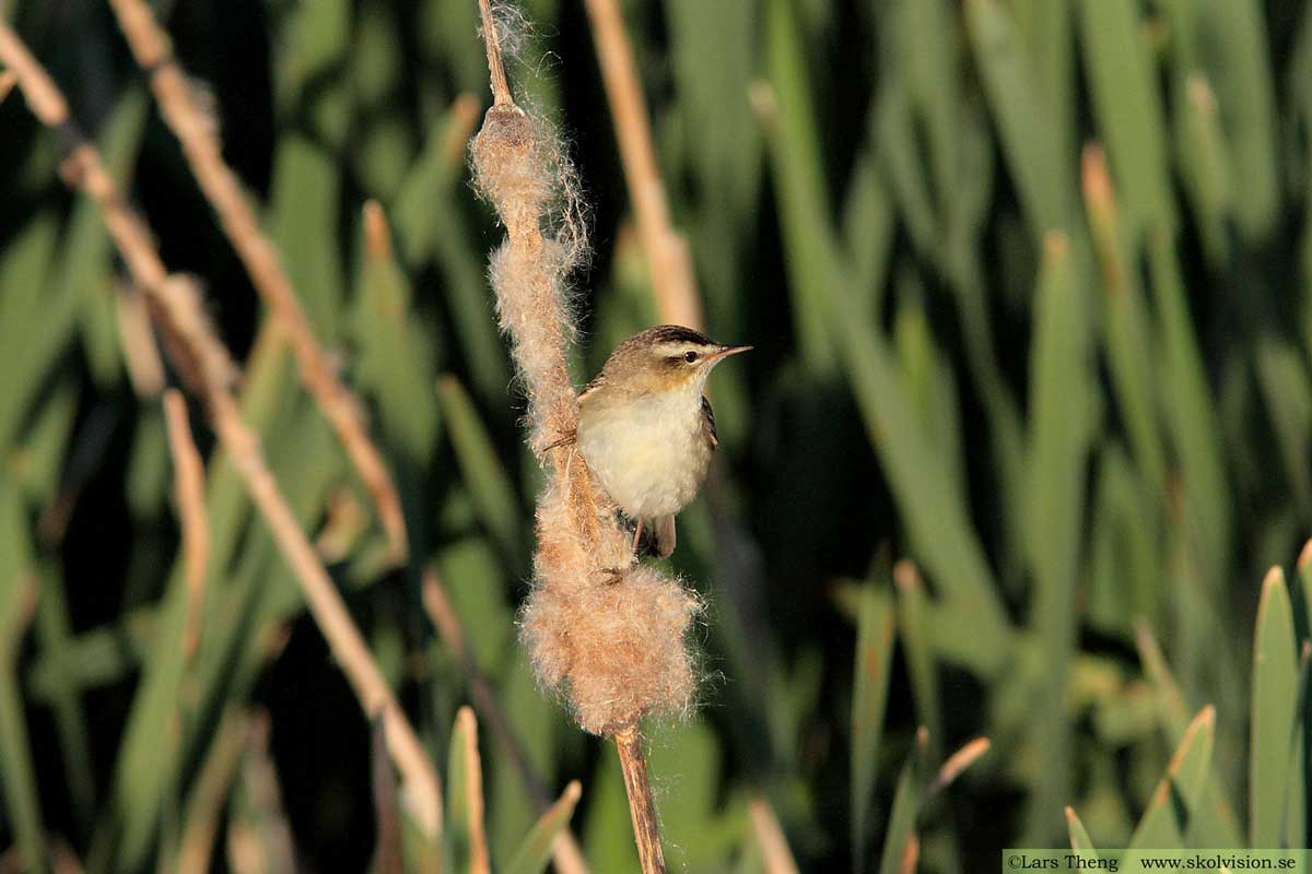 Sävsångare, Acrocephalus schoenobaenus