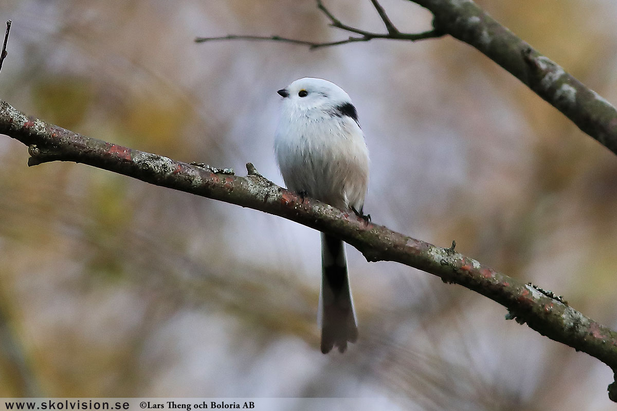 Sävsångare, Acrocephalus schoenobaenus