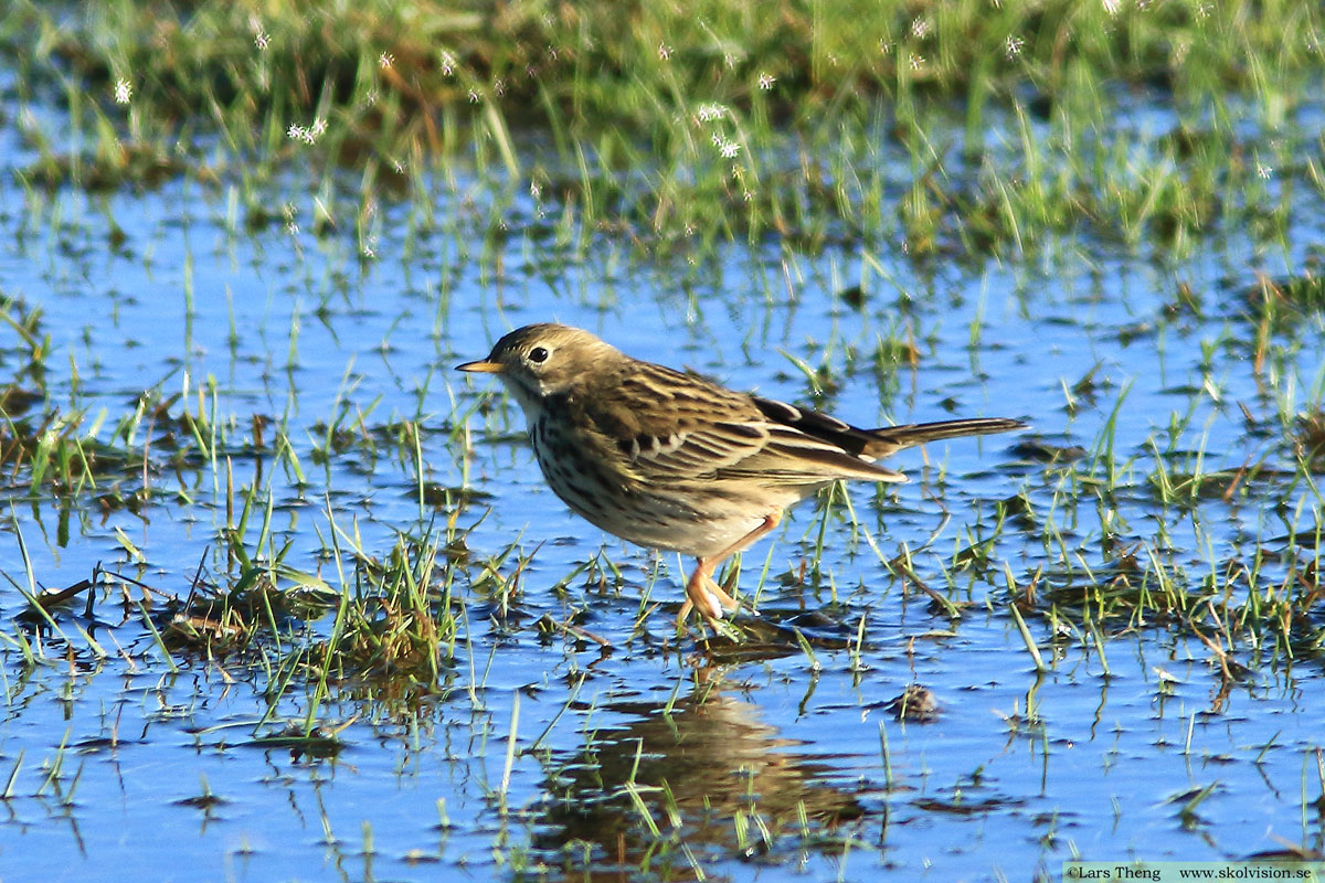 Ängspiplärka Anthus pratensis