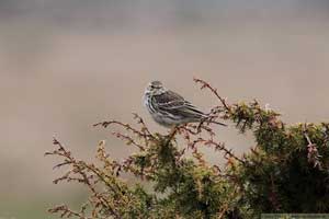 Ängspiplärka Anthus pratensis