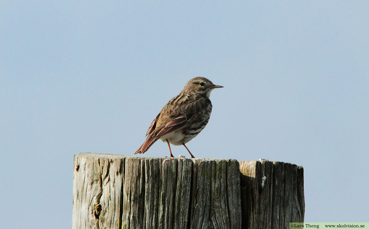 Ängspiplärka Anthus pratensis