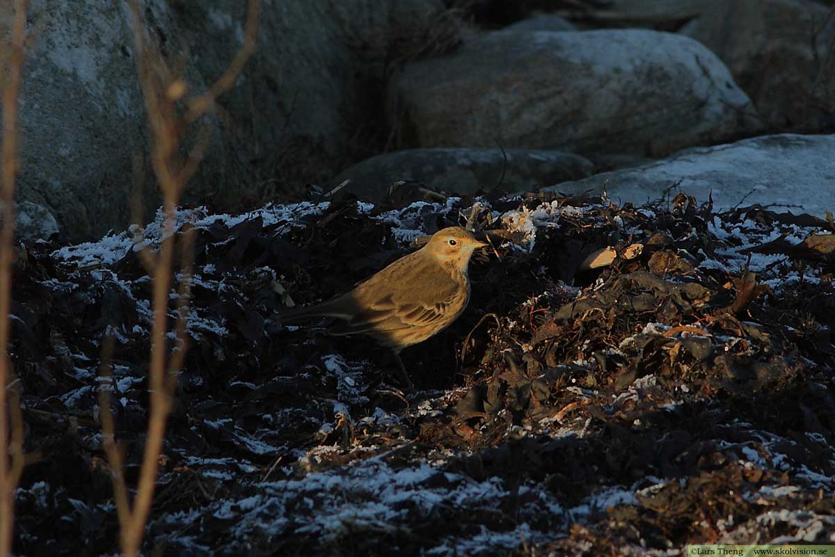 Hedpiplärka, Anthus rubescens rubescens