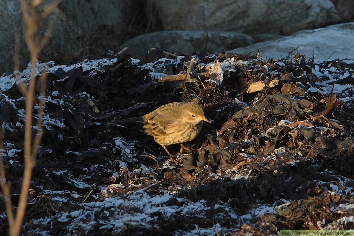 Hedpiplärka, Anthus rubescens rubescens