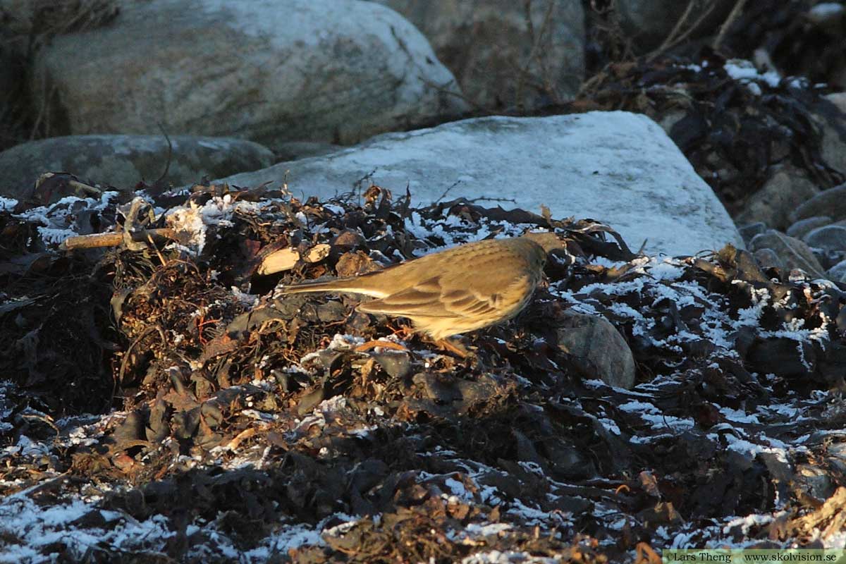 Hedpiplärka, Anthus rubescens rubescens