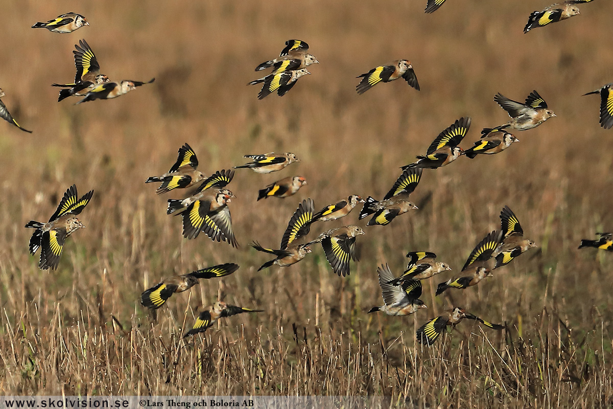 Steglits, Carduelis carduelis