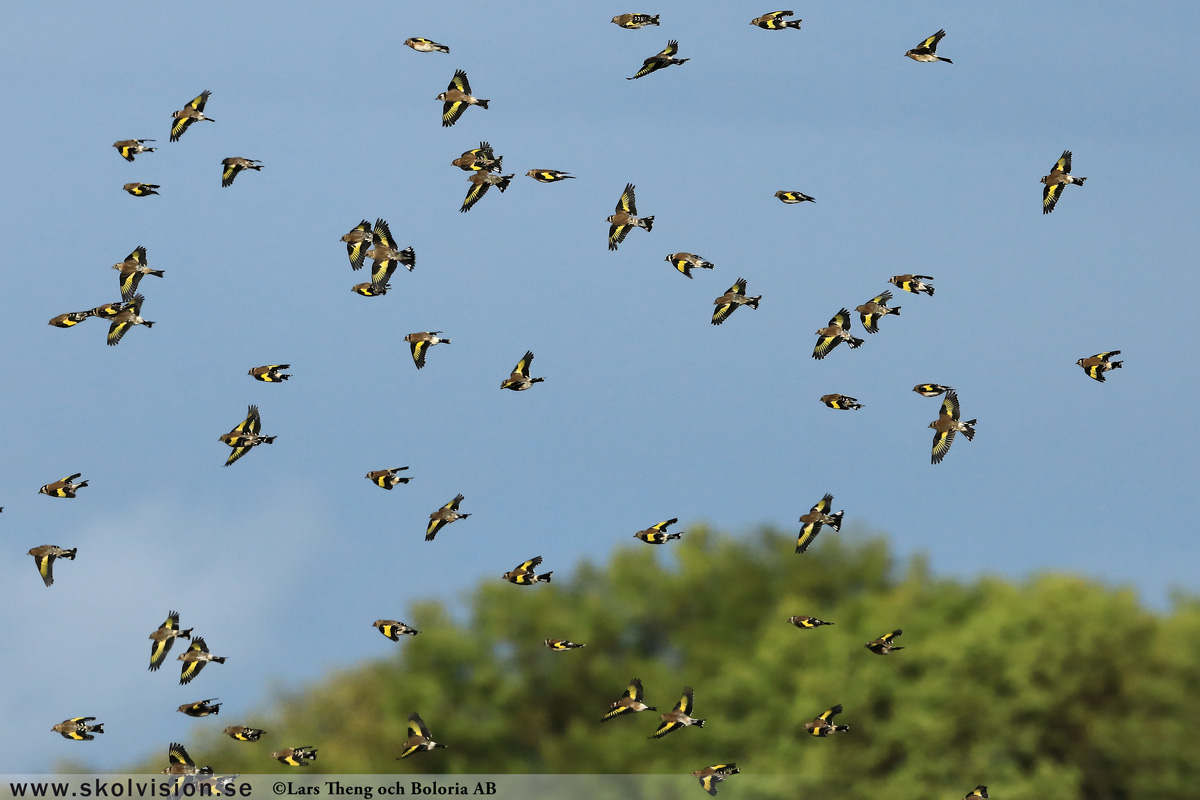 Steglits, Carduelis carduelis