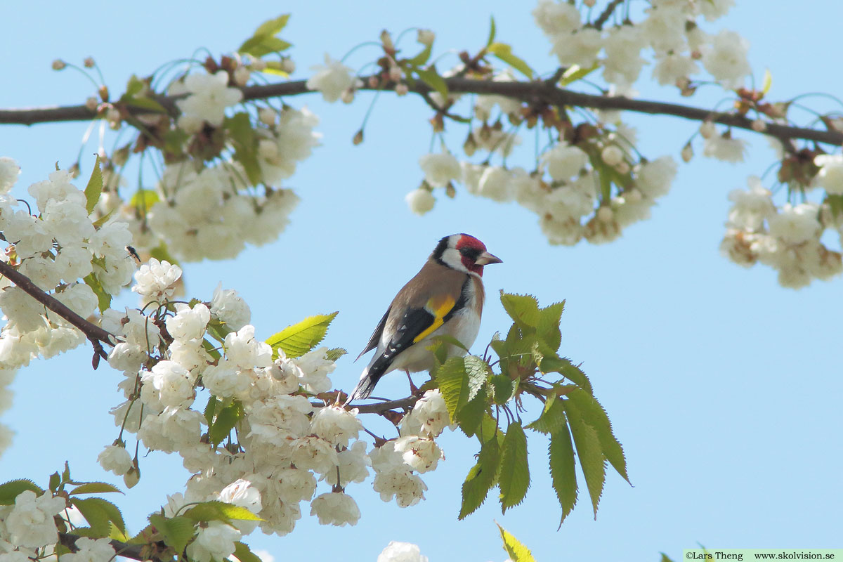 Steglits, Carduelis carduelis