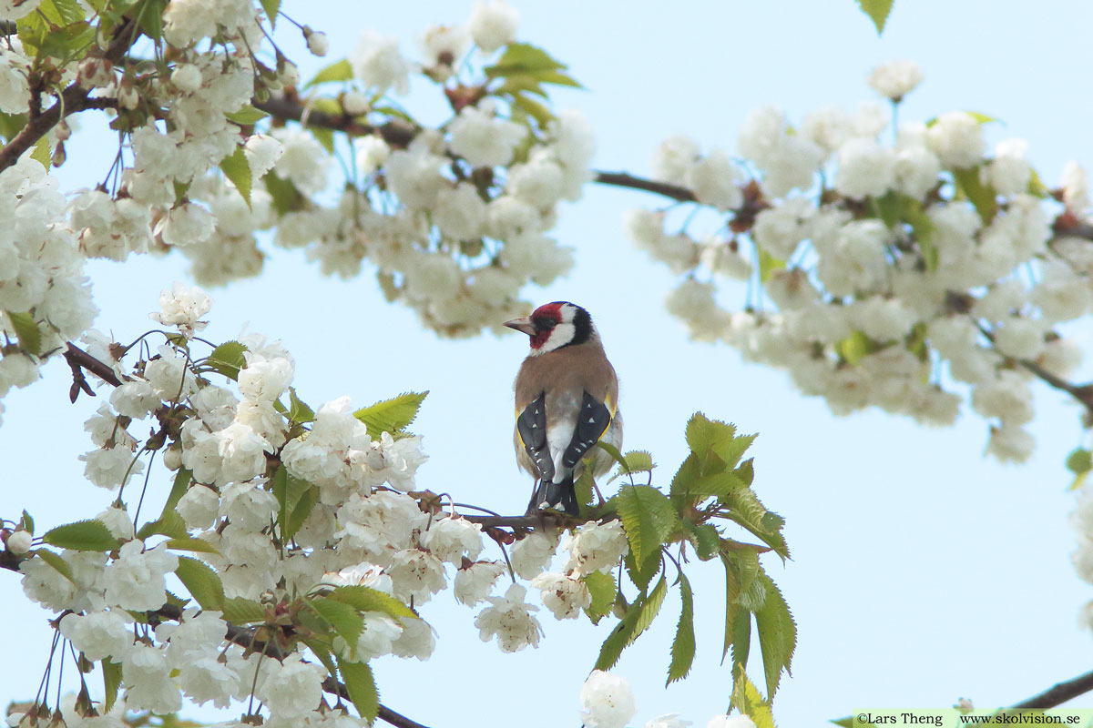 Steglits, Carduelis carduelis