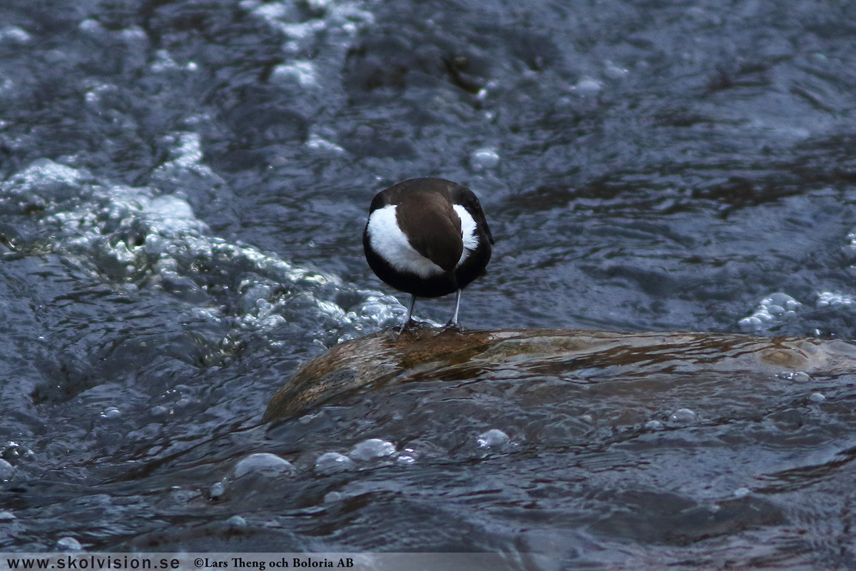 Steglits, Carduelis carduelis