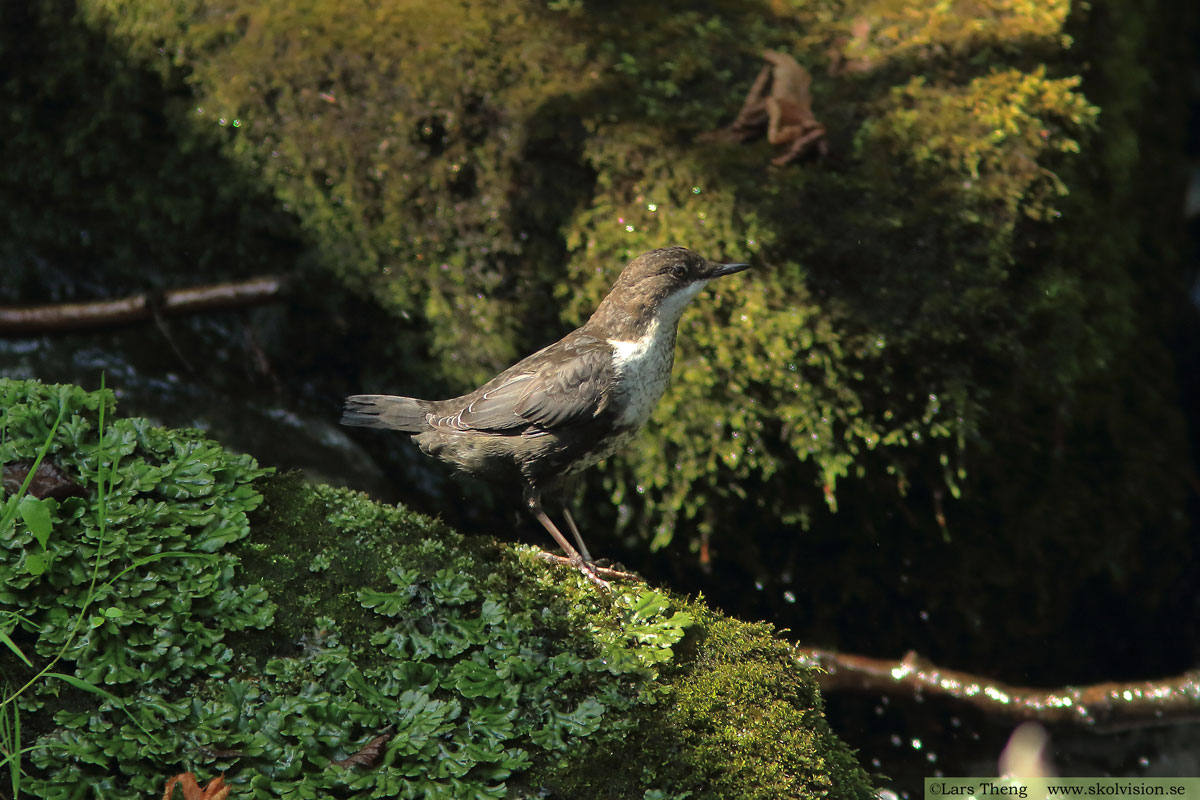 Steglits, Carduelis carduelis