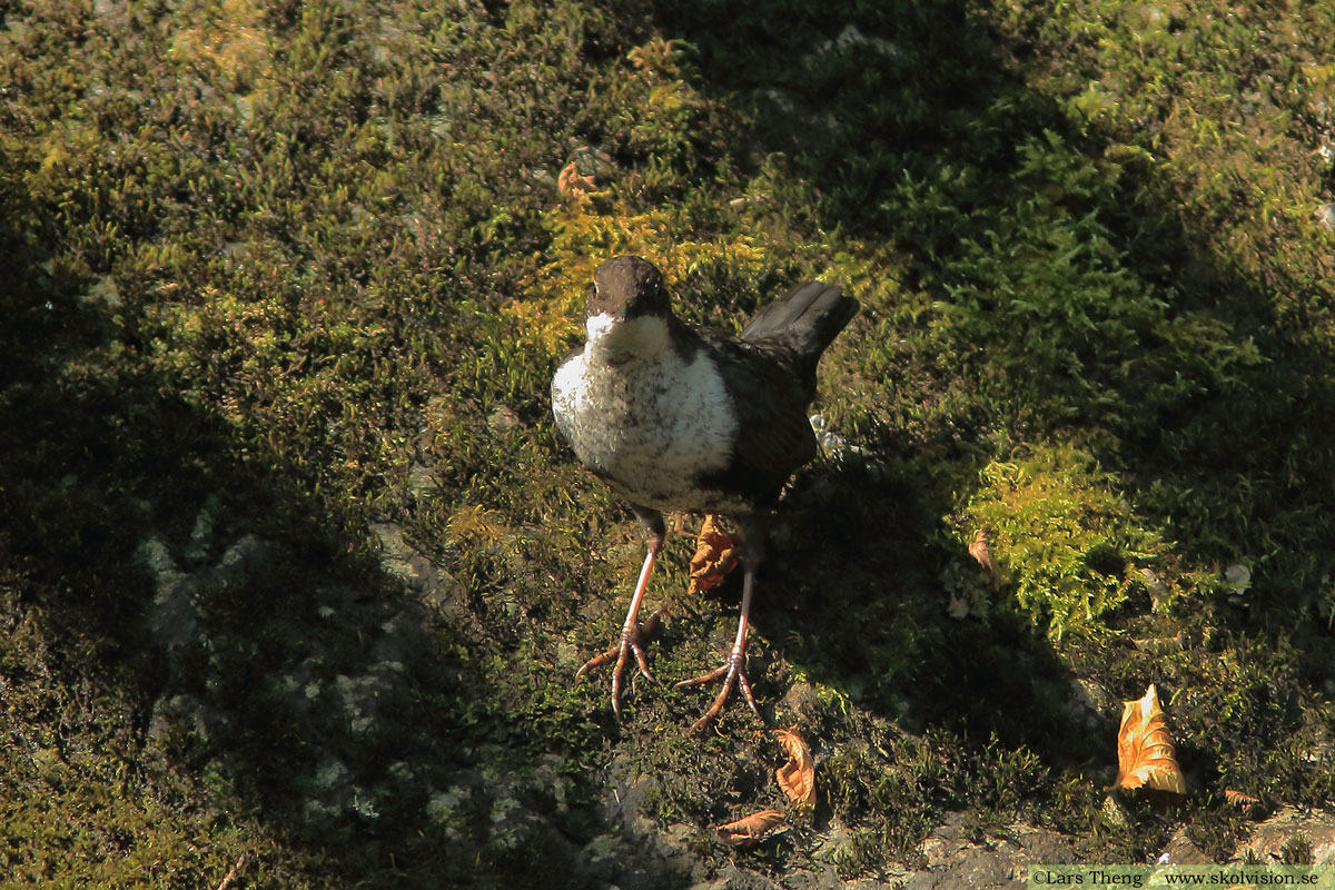 Steglits, Carduelis carduelis