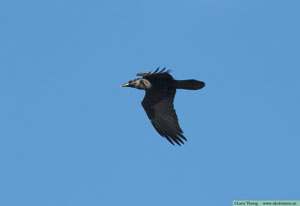 Korp, Corvus corax